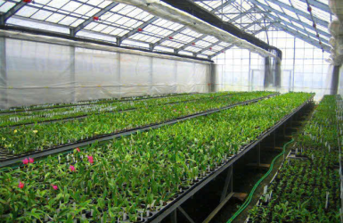 [TOKUTEI] - TRỒNG HOA CÚC, THU HOẠCH BẮP CẢI - AICHI