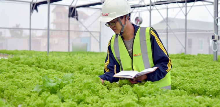 NÔNG NGHIỆP TRỒNG XÀ LÁCH