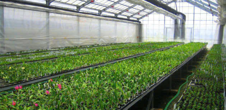 TRỒNG HOA CÚC - THU HOẠCH BẮP CẢI
